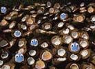 Tree Fruit Condominium